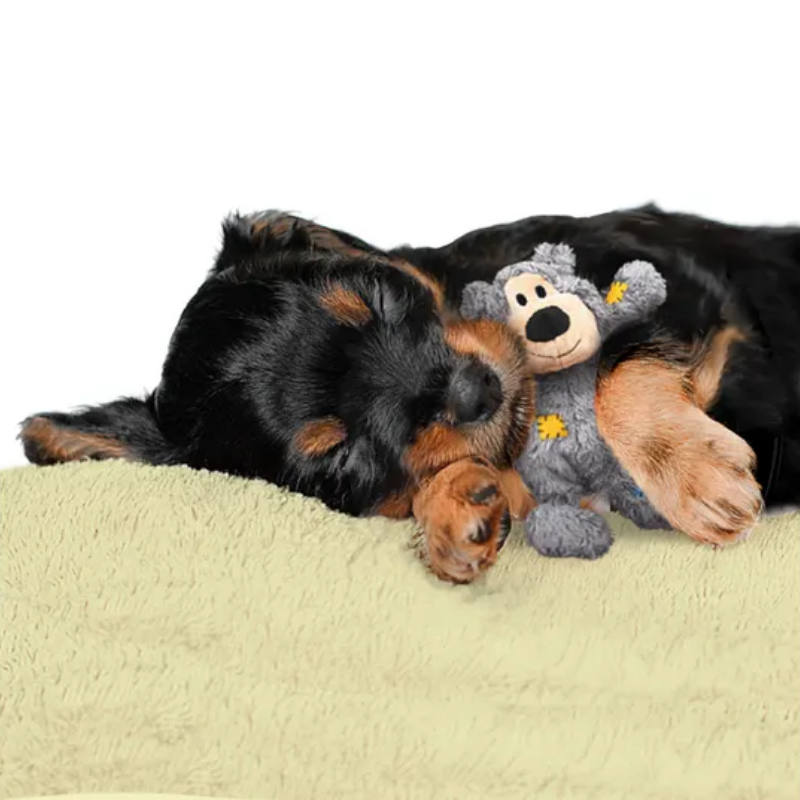 Bear dog toy – KONG | Waf & Co