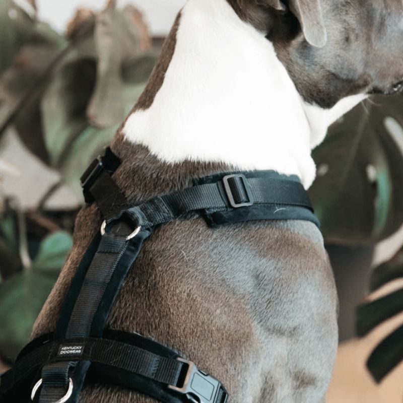 Harnais pour chien Active Velvet