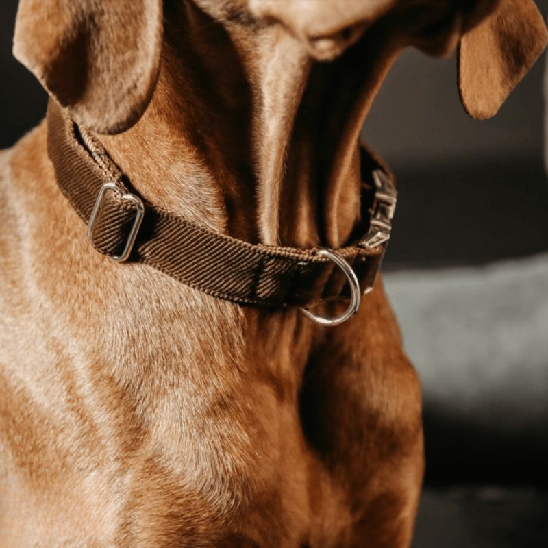 Collier pour chien Corduroy