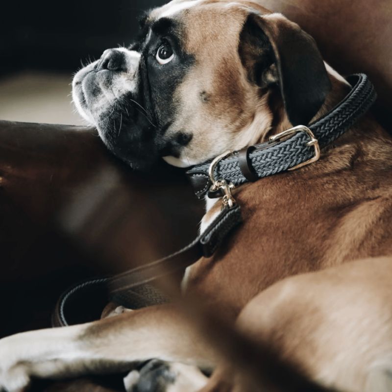 Collier pour chien Plaited Nylon