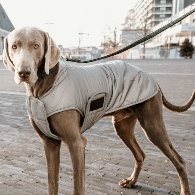 Manteau pour chien rèflèchissant & déperlant avec protection ventrale
