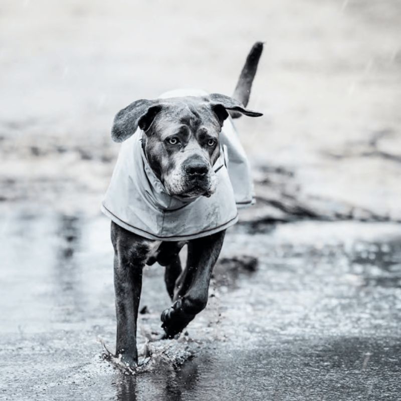 Veste Imperméable pour chien