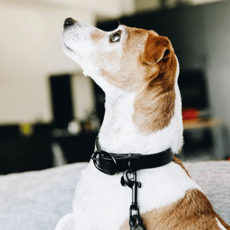 Collier pour chien Soft Rubber