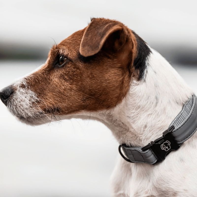 Collier pour chien Réfléchissant