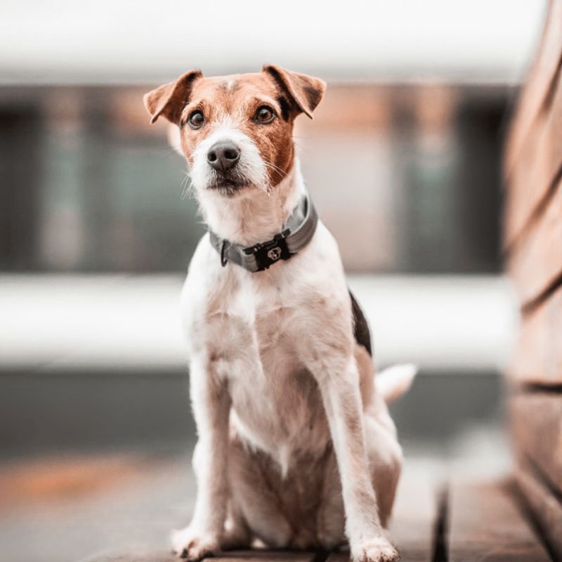 Collier pour chien Réfléchissant