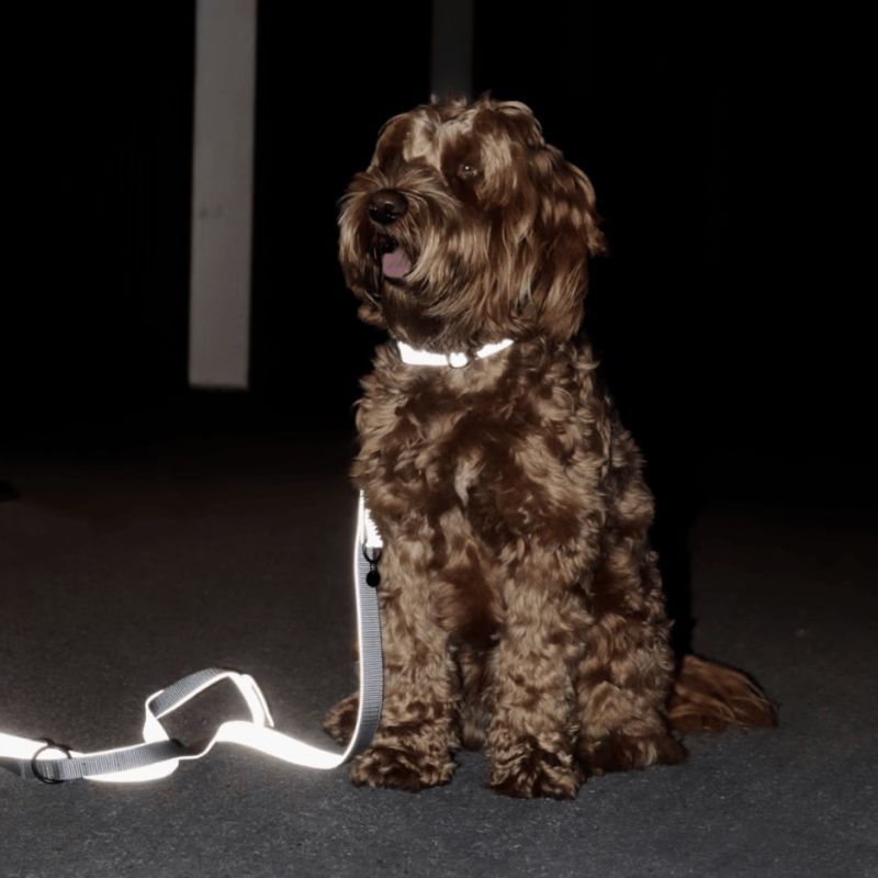 Collier pour chien Réfléchissant