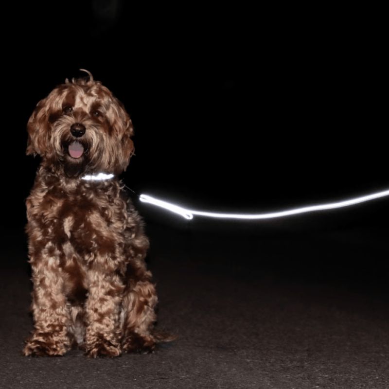 Laisse pour chien Réfléchissante
