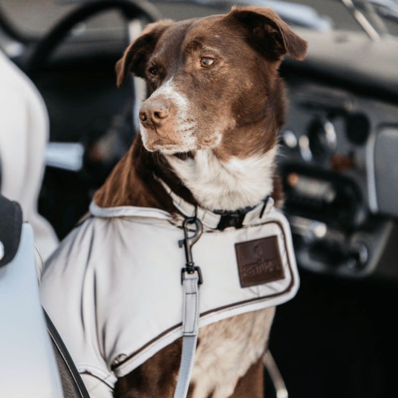 Laisse pour chien Réfléchissante