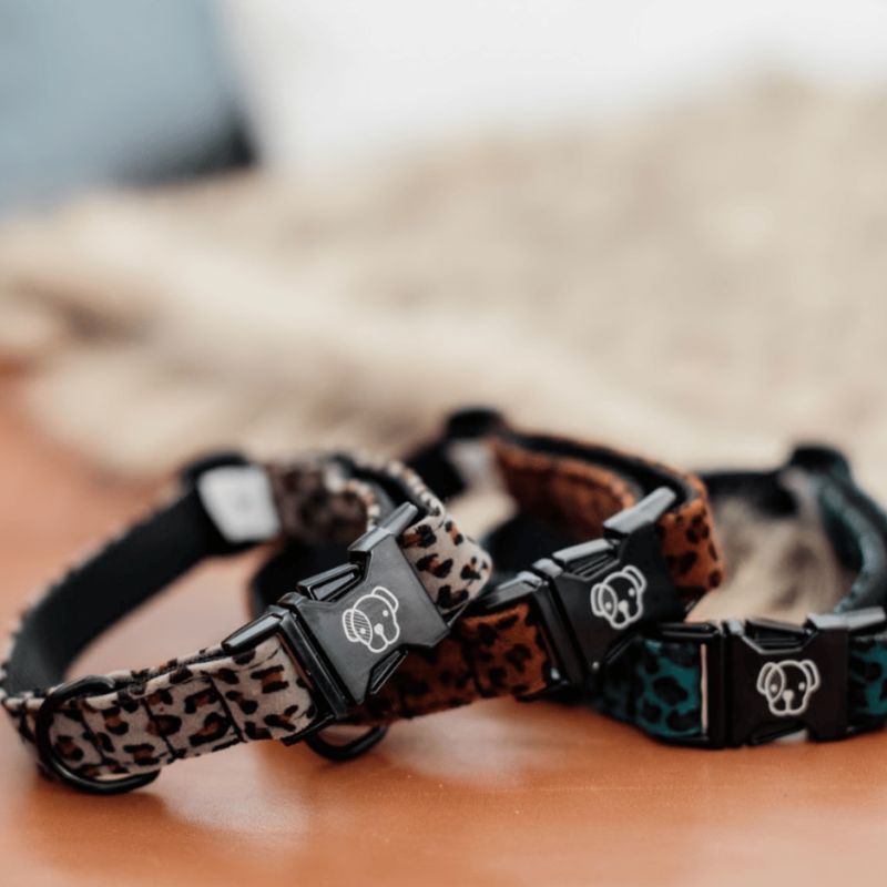 Collier pour chien Léopard