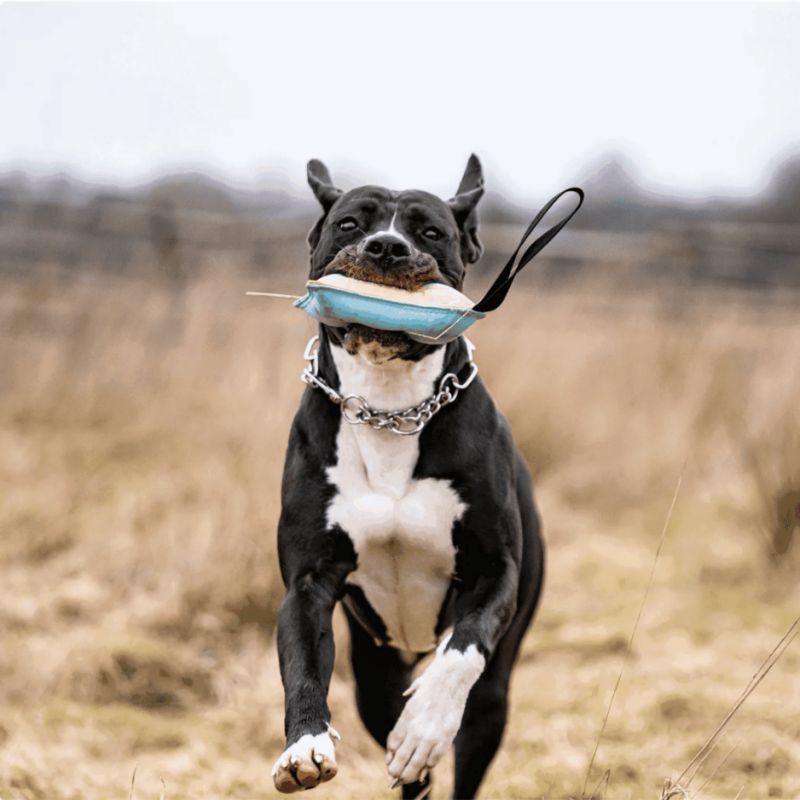 Coussin de Jeu & Rapport