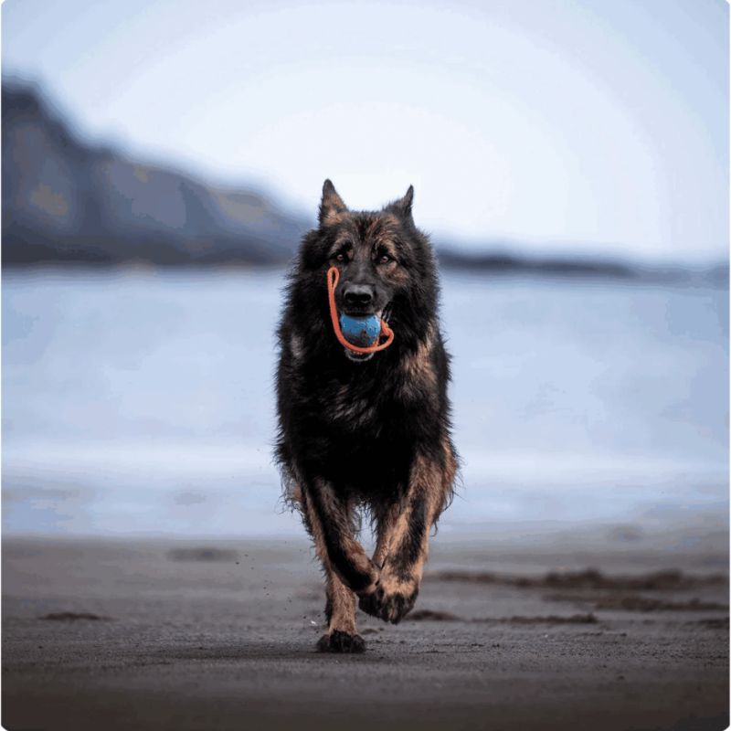 Balle Caoutchouc à Sangle