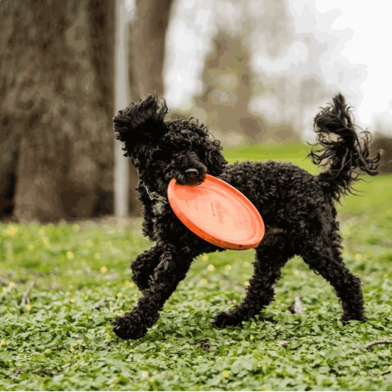 Frisbee Flottant Soft