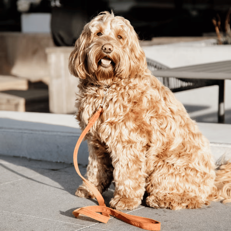 Laisse pour chien Velvet 200 cm - Kentucky | Waf & Co