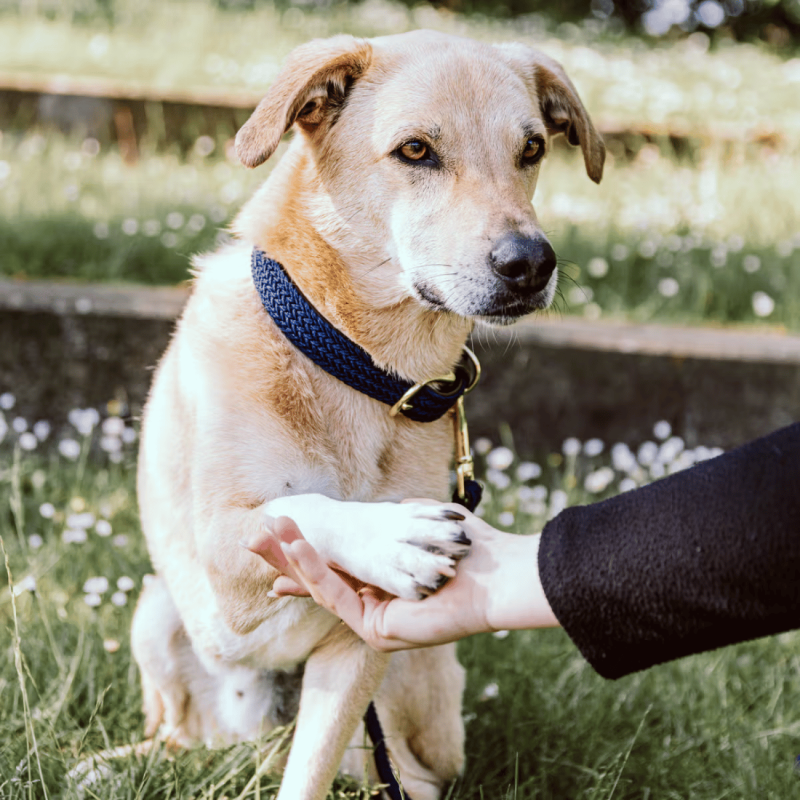 Plaited Nylon Dog Collar - Kentucky | Waf & Co