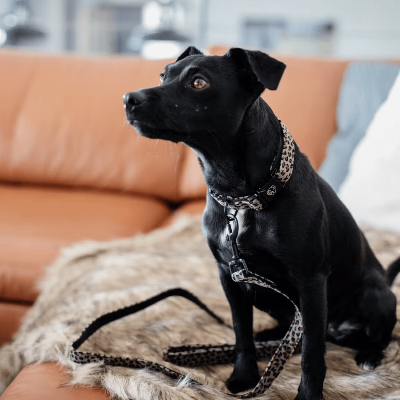 Collier pour chien Léopard - Kentucky | Waf & Co