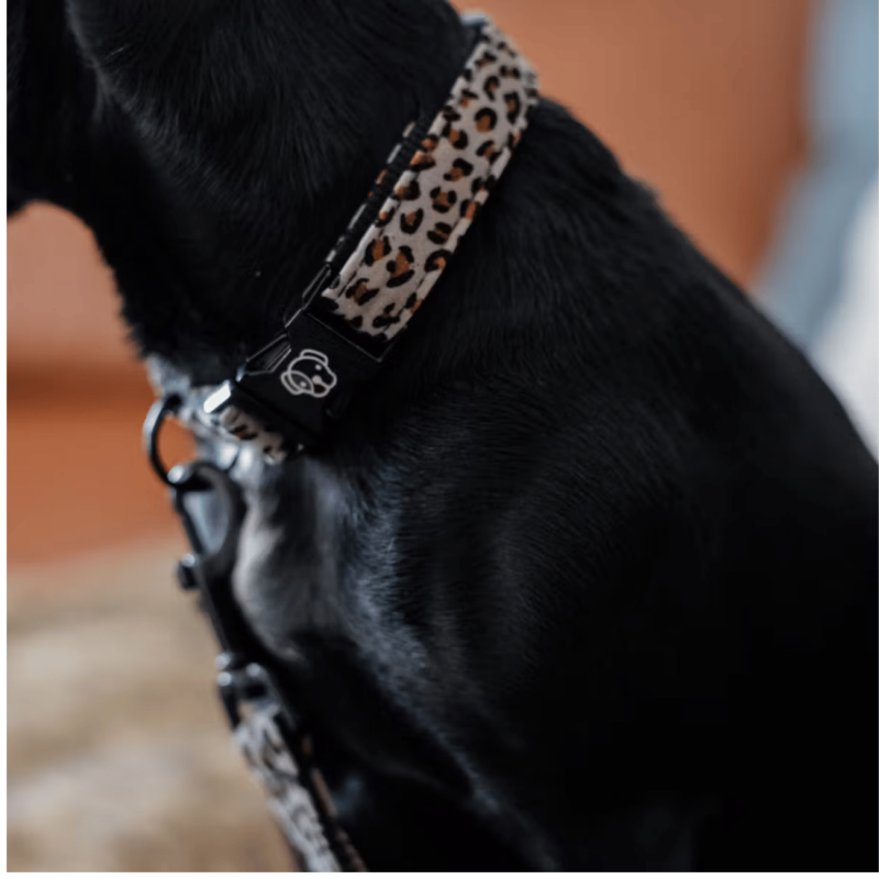 Leopard Dog Collar - Kentucky | Waf & Co