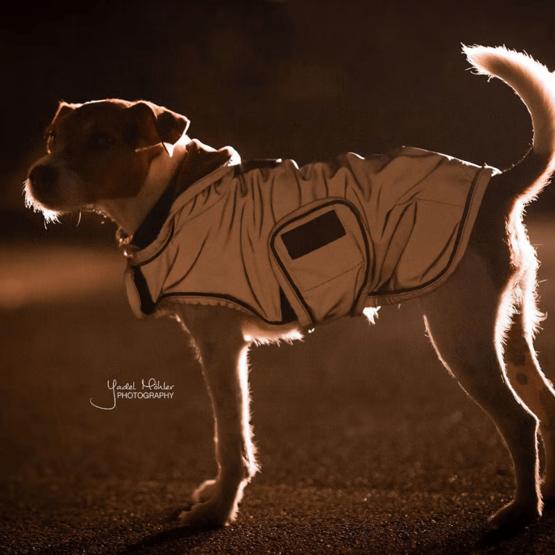 Reflective & Water-Repellent Dog Coat - Kentucky | Waf & Co