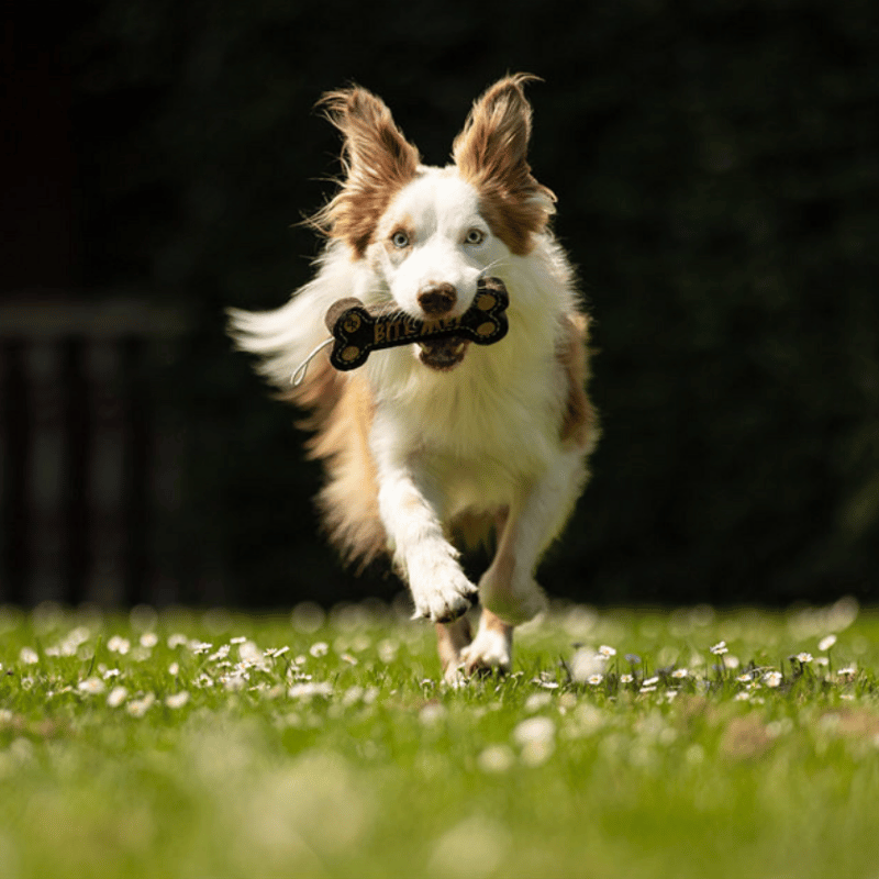 Jouet pour chien “Bite Me!” - BR| Waf & Co