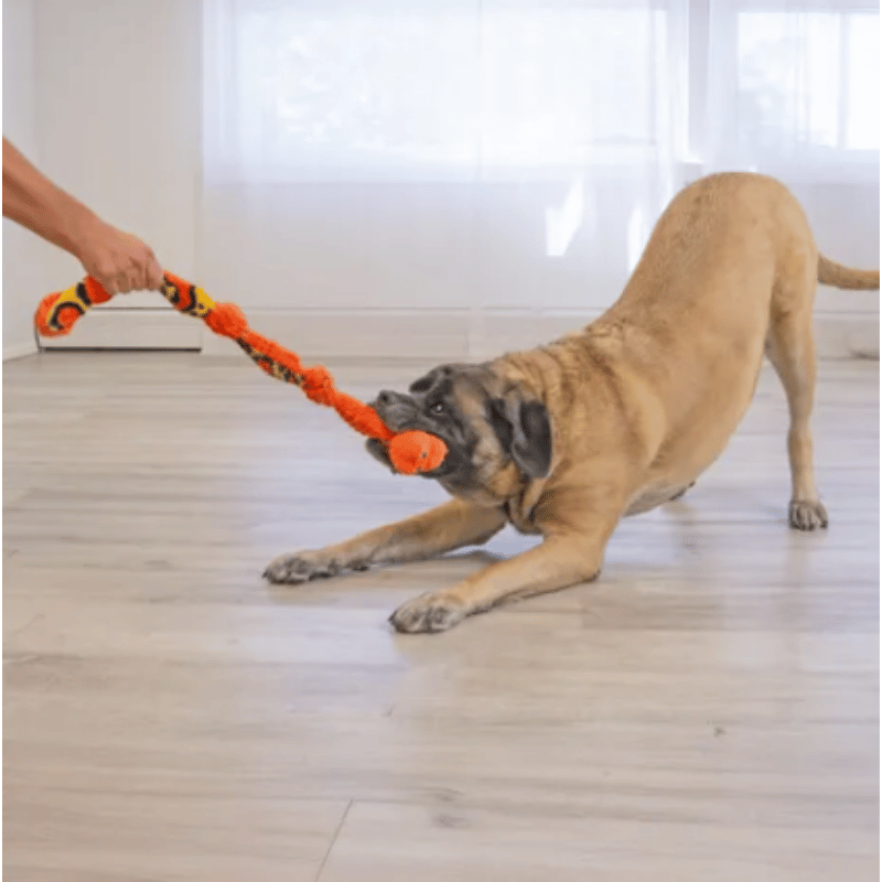 Green Snake Dog Toy – KONG| Waf & Co