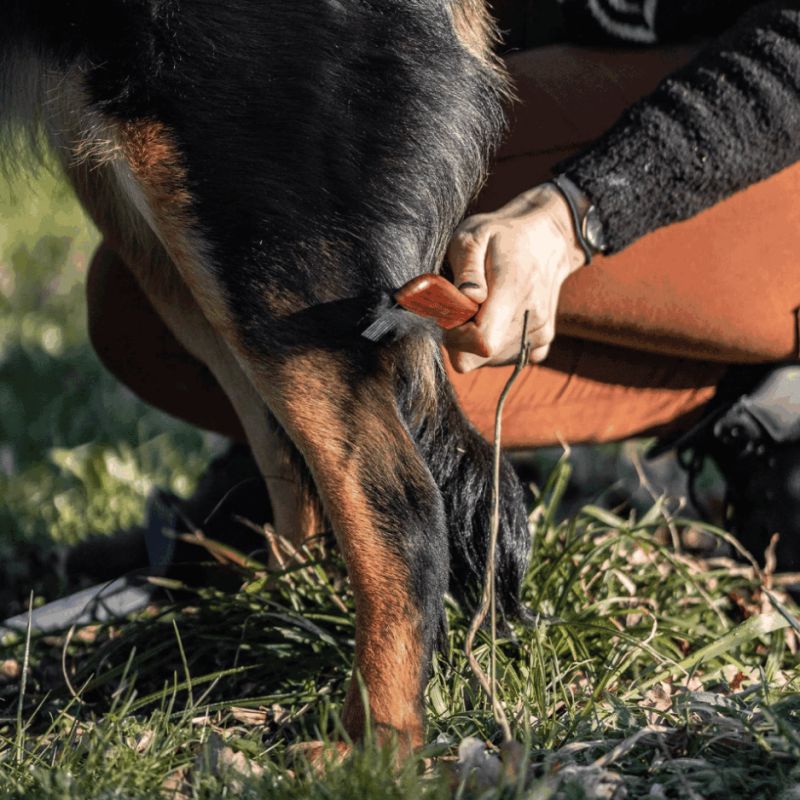 Peigne Pro Manche Fin : Spécial Poils Denses