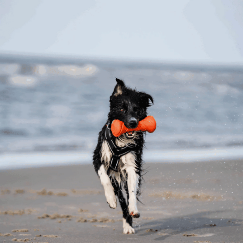 Dog Dumbbell Toy – SPRENGER| Waf & Co