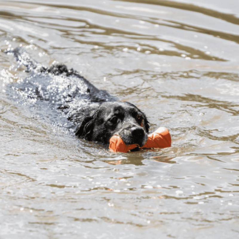 Dog Dumbbell Toy – SPRENGER| Waf & Co