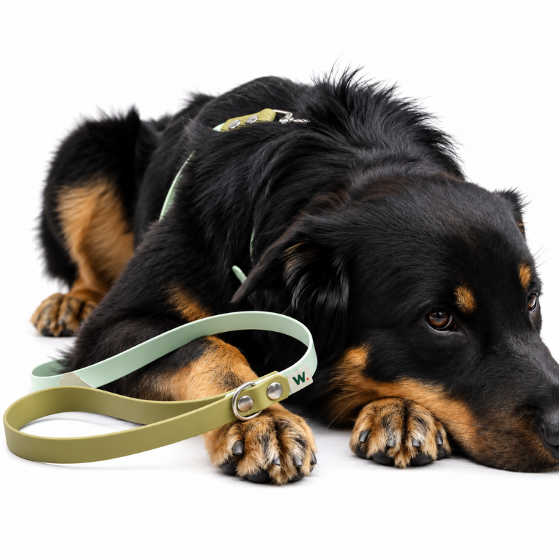Green and khaki dog leash - Waf & Co | Waf & Co
