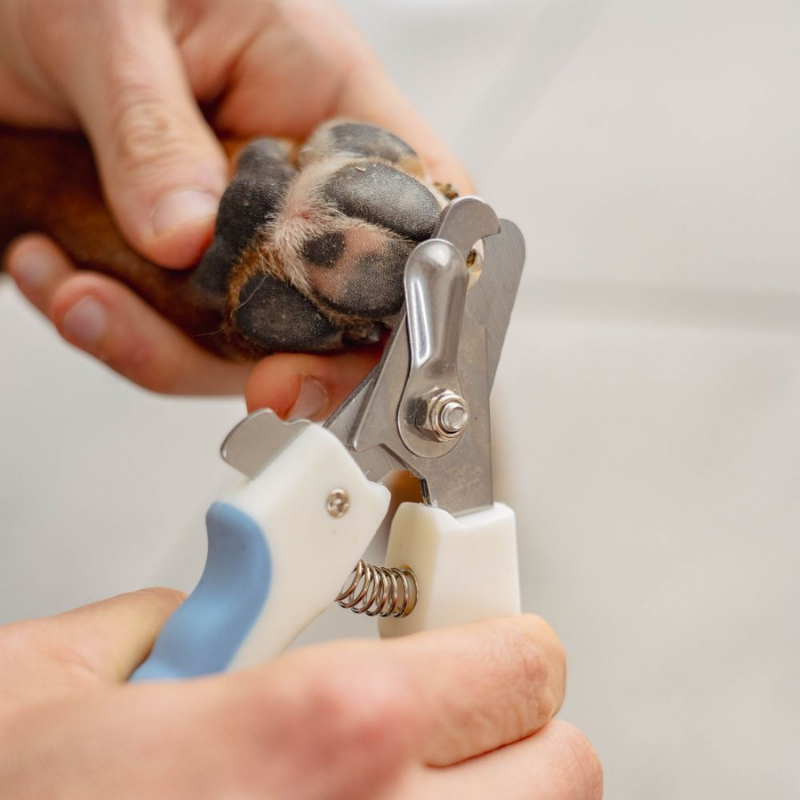 Dog and cat nail clippers - Puralia | Waf & Co