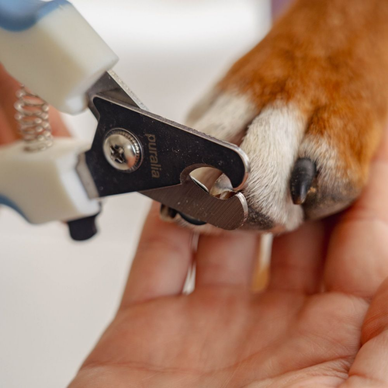 Coupe-griffes pour chien et chat - Puralia | Waf & Co