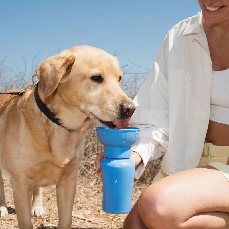 Bouteille d'eau de voyage pour chien à bouchon flip - Springland