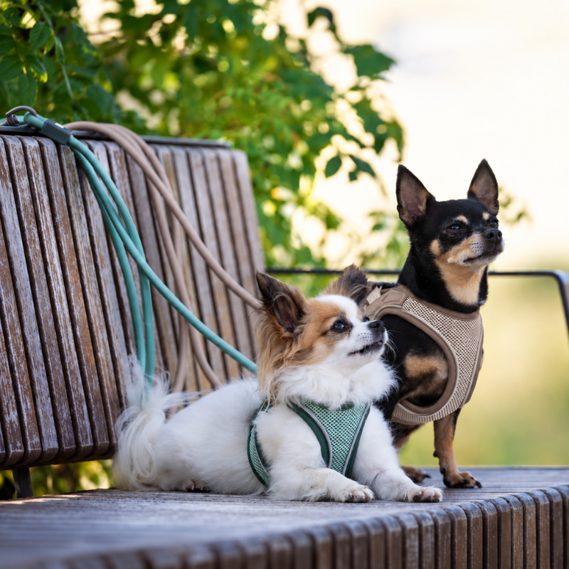 Harnais Air Vest Matrix 2.0 - Max & Molly | Waf & Co