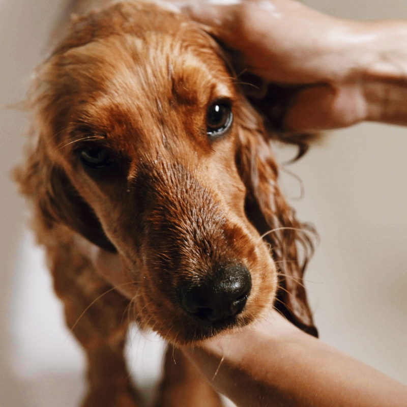 Gentle shampoo for sensitive skin - Toutou Petcare | Waf & Co