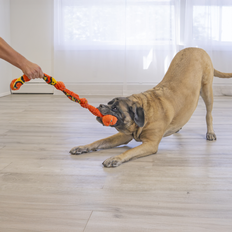 Orange Snake Dog Toy - KONG | Waf & Co