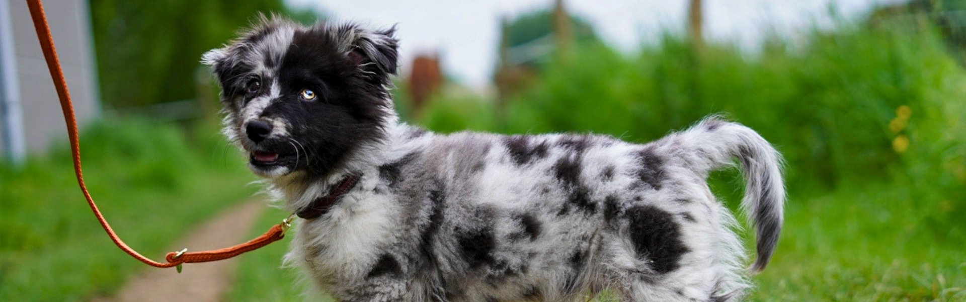 Un chien parfaitement équipé en pleine nature