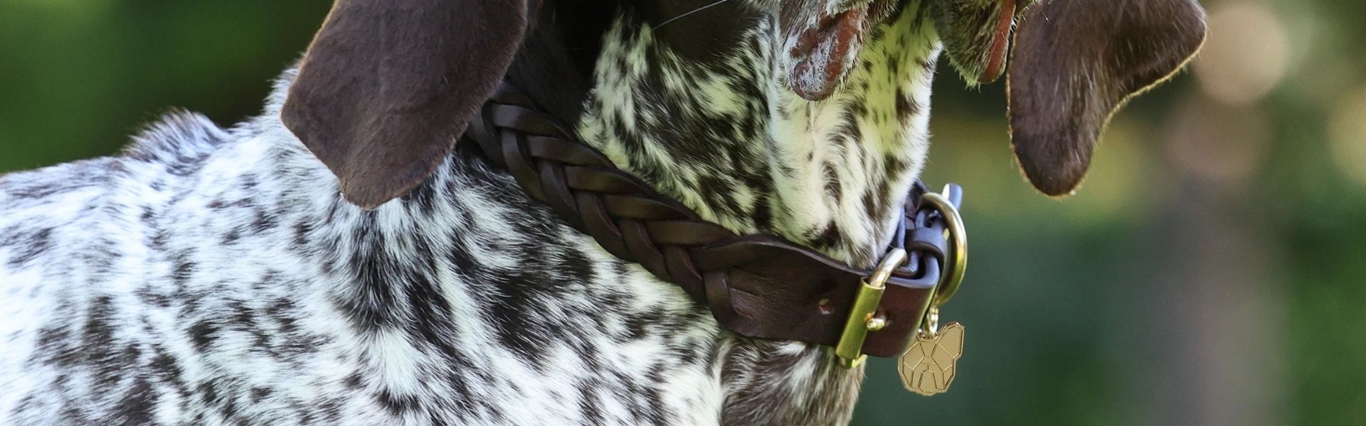 Un collier en cuir anglais sur un chien élégant