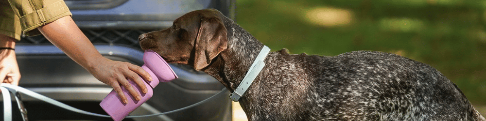 Nos conseils pour bien se préparer à partir en balade avec son chien pour profoter pleinement du moment