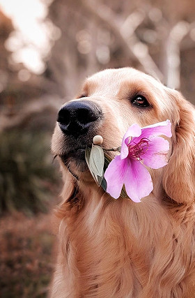 Lorem ipsum dolor set amid pour la ballade